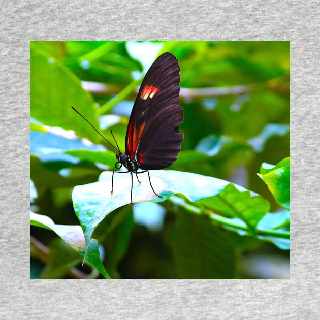 butterfly "Heliconius melpomene" by dreamtravel